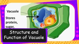 ScienceVacuole in Cell and its functionEnglish [upl. by Ardnasil510]