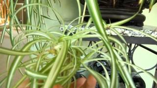 Propagating Spider Plant  Chlorophytum comosum [upl. by Ecinnahs]