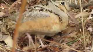 American Woodcock feeding [upl. by Anstus]