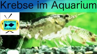 Krebse im Aquarium15 [upl. by Giza86]