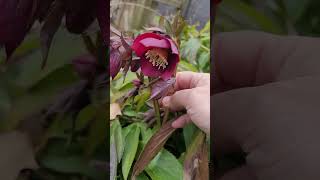 Hellebore garden flowers knowingwhatsgrowing shorts [upl. by Aciretahs]