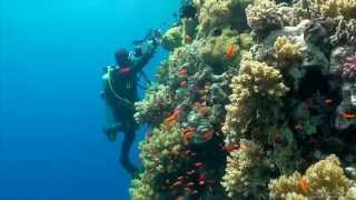 SCUBA Diving Egypt Red Sea  Underwater Video HD [upl. by Gerty]