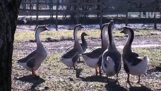 Impressionen vom Doppelmayr Zoo im Winter [upl. by Kam]