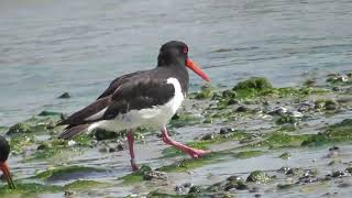 Oystercatchers at low tide  Austernfischer im Wattenmeer  Scoicari la reflux [upl. by Adnirim]