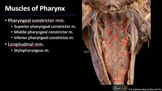 Larynx Pharynx and CST  Muscles of Pharynx [upl. by Pris885]