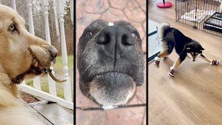 Funny and cute DOGS🐶Videos🔶 Сompilation  4🔶 [upl. by Rocray]