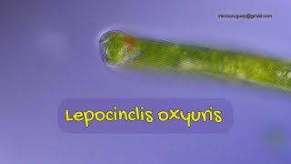 Lepocinclis oxyuris el que vive de la luz [upl. by Charleen948]