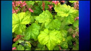 Plant Pick  Heuchera Little cutie Sweet Tart [upl. by Eilyak]