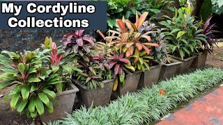 Cordyline  Colorful Indoor amp Outdoor Leafy Plant  വർണ്ണങ്ങൾ നിറഞ്ഞ കോർഡിലൈൻ ചെടികൾ [upl. by Edyaw855]