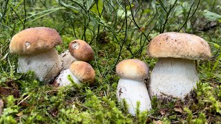 Funghi porcini in alta montagna [upl. by Yeloc]