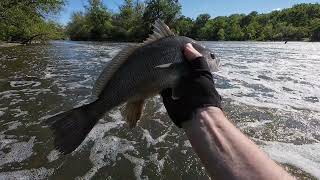 Fox River Fishing the Dams [upl. by Lander]