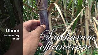 Sugarcane Saccharum officinarum  part 1 [upl. by Ania]