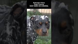 Rottweiler Police Dogs Training amp Skills for Fighting Crime [upl. by Jenette]