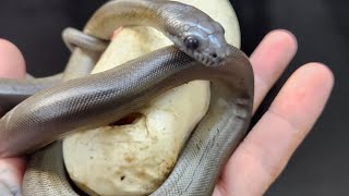 Papuan Pythons hatching Apodora Papuana [upl. by Oirogerg]