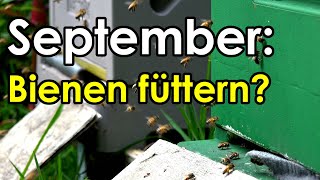 Bienen Mitte September Futterprobleme Wie füttern Letzte Chance für das Füttern [upl. by Cynara]