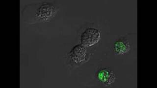 H2O2induced necrotic L929 cells  Morphology mito potential amp SG uptake overlay [upl. by Buke]