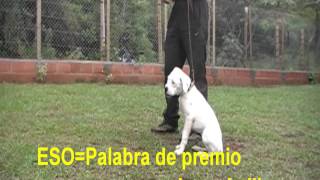 Adiestramiento canino obediencia cachorros [upl. by Novihs296]