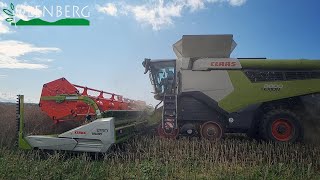 Pokaz Claas Lexion 8800 TT  akcja żniwa [upl. by Iztim]