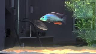 Dimidiochromis Strigatus Spawning For the First time in my 375g African Cichlid Aquarium [upl. by Cadal]