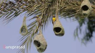 Baya Weaver bird Nesting [upl. by Birkner781]