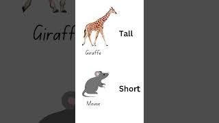 Tall and short comparison for kids and toddlers shorts [upl. by Regdor]