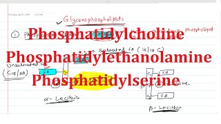 19 Phosphatidylcholine Lecithin Phosphatidylethanolamine Cephalin Phosphatidylserine [upl. by Idolah606]