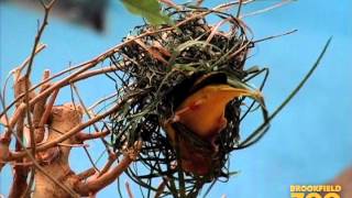 Taveta Golden Weavers [upl. by Ennazzus]