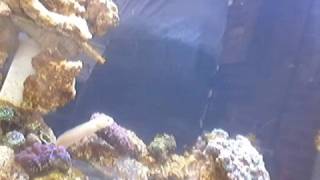 Gymnothorax Melatremus  Golden Dwarf Moray Eel [upl. by Nosnehpets]