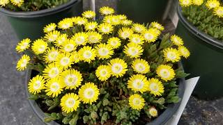 Delosperma Jewel of Desert Peridot Ice Plant  Stunning Bright Sun amp Drought Tolerant [upl. by Av155]