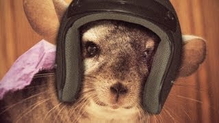 GARY THE CHINCHILLA Trials Evolution [upl. by Aiekam]