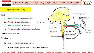 Trigeminal Nerve s [upl. by Andryc423]