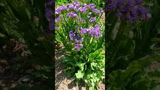 Wavyleaf Sea Lavender Limonium sinuatum [upl. by Elise]