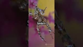 Phylum arthropoda animal kingdom class 11 theoryofphysics physicsfun anubhavsir gwalior [upl. by Ailisec]