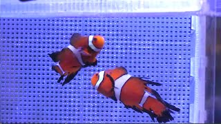 Fincasters Episode 44 Long Fin Clownfish [upl. by Jaye]