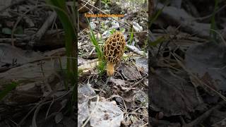 Morchella Esculenta March 2024 asmr asmrmushrooms morrel mushroomhunting morcheln morchella [upl. by Cini]