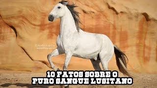 10 FATOS SOBRE O PURO SANGUE LUSITANO [upl. by Celia93]