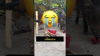 فخ للخنازير هذا فعال للغاية 🐷😱 [upl. by Cirad]