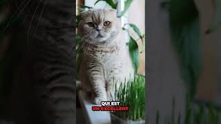 comment habituer son chat a une niche amoureuxdeschats chat animaux cat animals catlover [upl. by Dibrin]