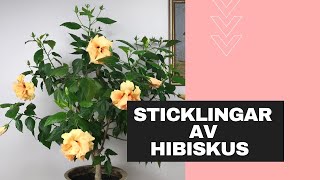 Sticklingar av hibiskus  så gör du [upl. by Medardas]