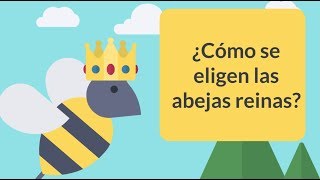 ¿Cómo se elige una abeja reina SABIAS [upl. by Dessma]