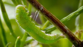 Caterpillar Cocoon Timelapse  BBC Earth [upl. by Rabma202]