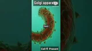 Golgi Apparatus  Cells  मे बहत खास काम रहेता है shrtsfeed science motivational [upl. by Cornelius]