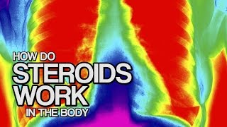 How STEROIDS Work in the Body in 60 seconds [upl. by Stoll]