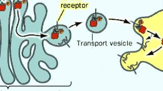 The Process of Glycosylation of Proteins [upl. by Martsen]