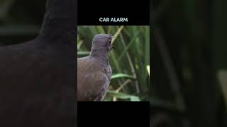 LYRE BIRD IMITATES HUMAN SOUNDS [upl. by Erika125]