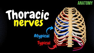 Thoracic Nerves Intercostal  Subcostal  Anatomy [upl. by Eidualc]