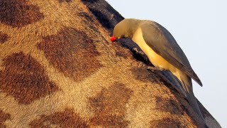 Redbilled Oxpecker [upl. by Paolina]