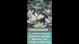 SANGUINARIA CANADENSIS  Homoeopathy Mnemonics [upl. by Aleen724]