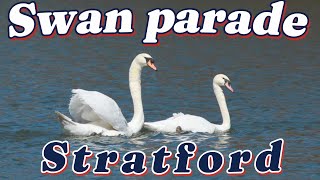 Annual Swan Release 2024 in Stratford Ontario [upl. by Asiuqram]