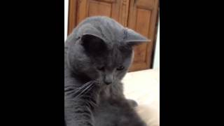 Mon chat Chartreux [upl. by Noiemad]